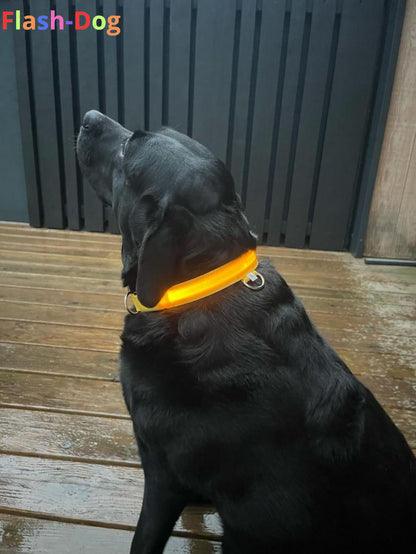 Collier Fluorescent pour Chien - CentralFlows