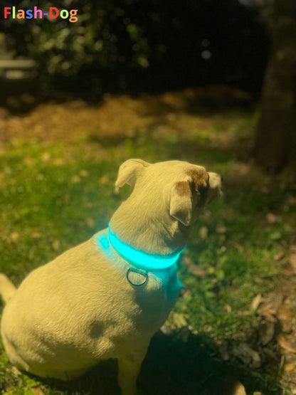 Collier Fluorescent pour Chien - CentralFlows