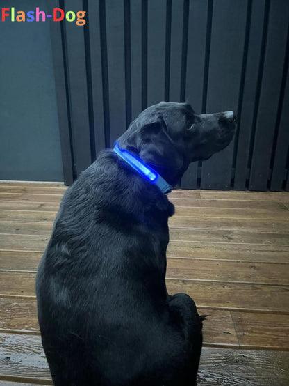 Collier Fluorescent pour Chien - CentralFlows